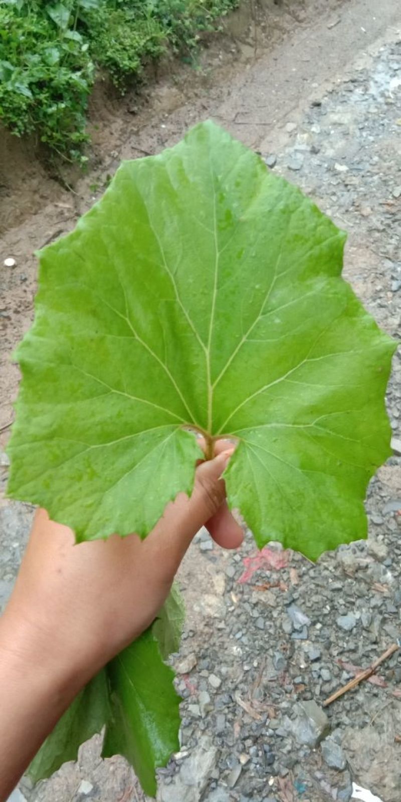 蜂斗菜苗蜂斗菜茎叶花骨朵苗峰斗菜苗蜂斗菜叶片