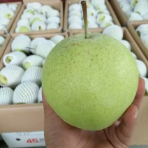 河北雪花梨，新梨上市，果型好质量保证，大量有货
