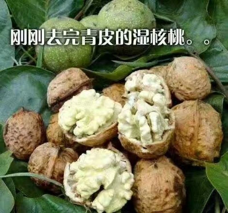 陕西新鲜核桃