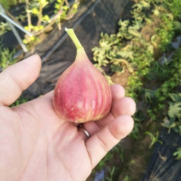 新鲜无花果