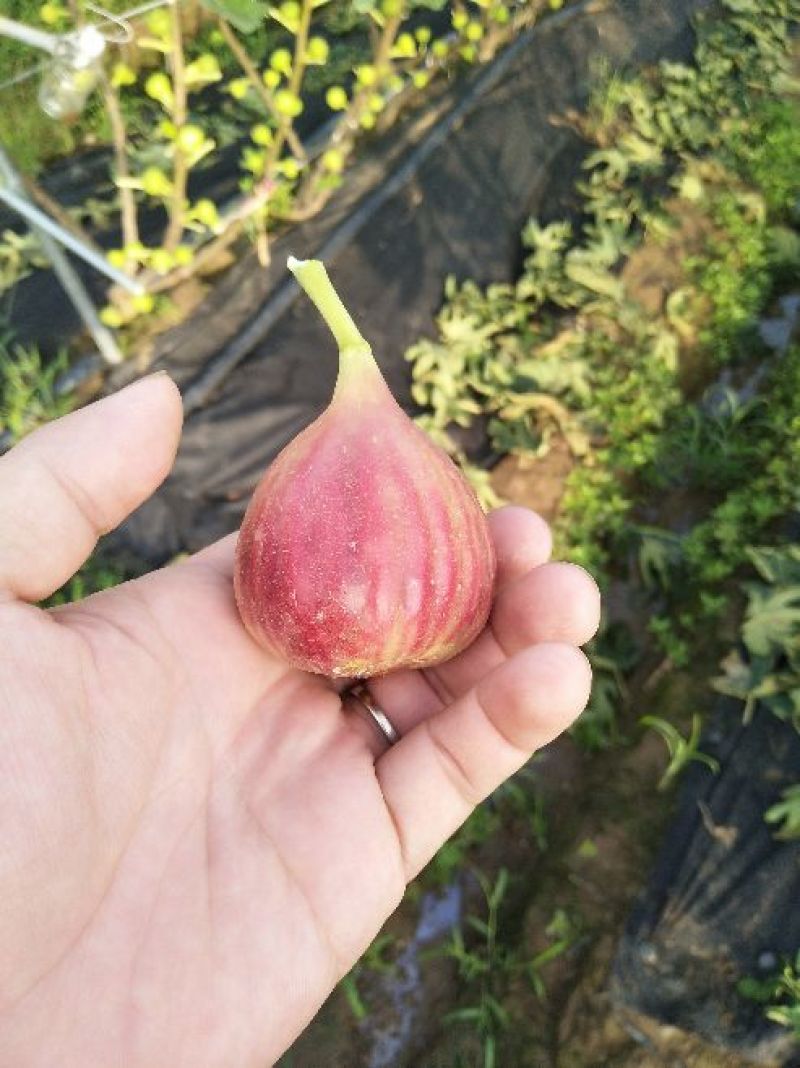 新鲜无花果