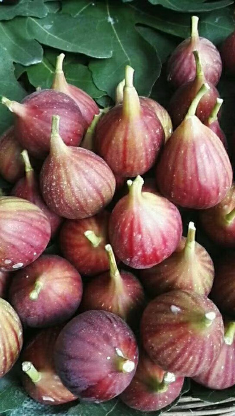新鲜无花果