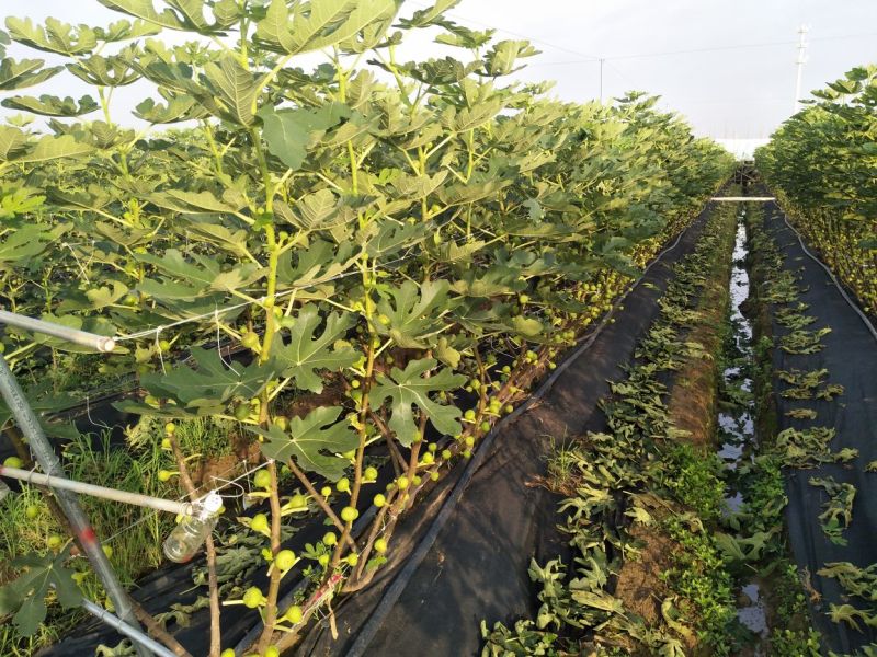 新鲜无花果