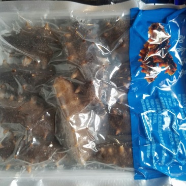 拉缸盐海参😀即时海参，即时鲍鱼