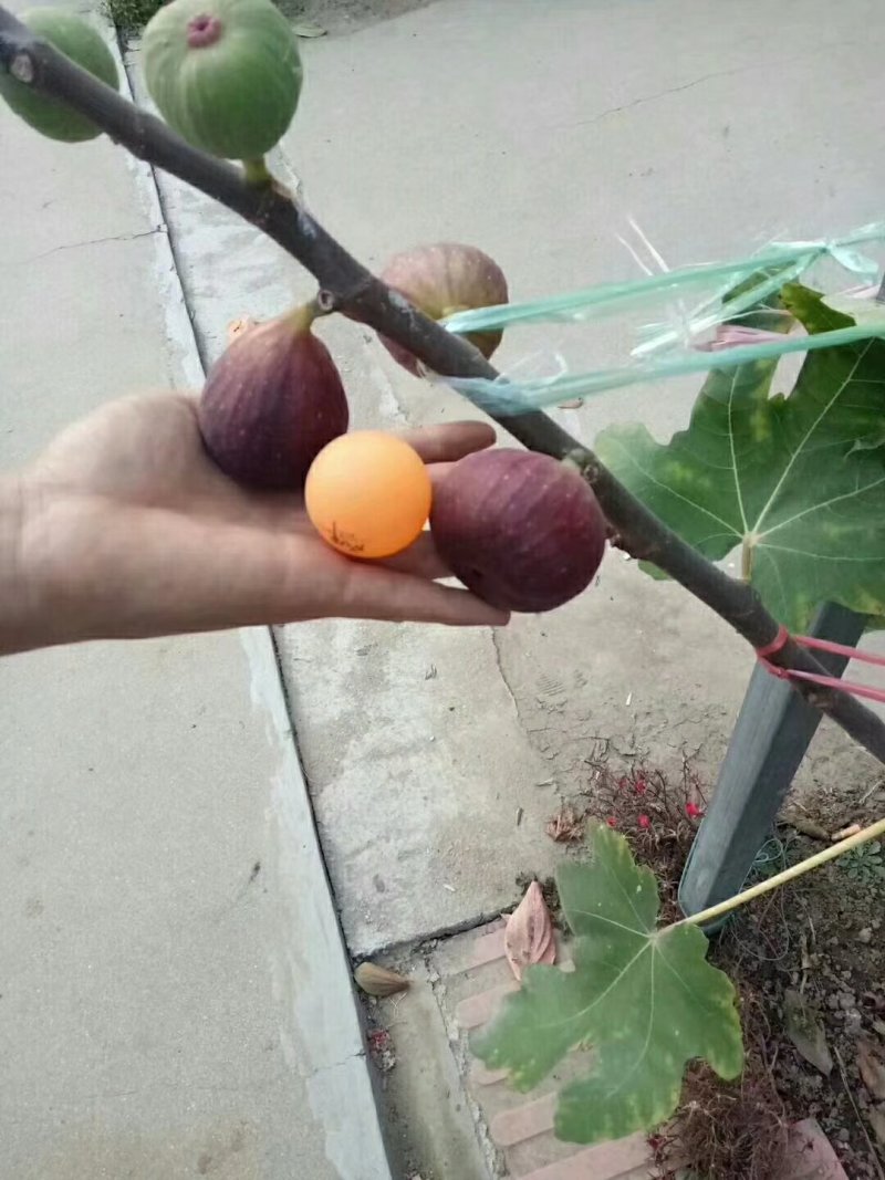 无花果苗，基地大量出售无花果树苗。布兰瑞克，薄姬红。