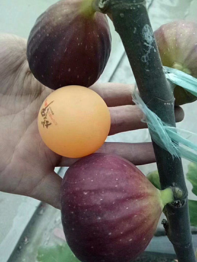 无花果苗，基地大量出售无花果树苗。布兰瑞克，薄姬红。