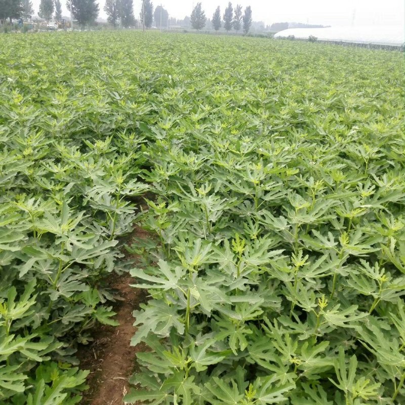 无花果苗，基地大量出售无花果树苗。布兰瑞克，薄姬红。