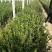 无花果苗，基地大量出售无花果树苗。布兰瑞克，薄姬红。