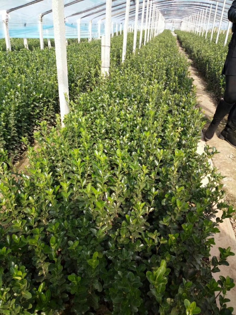 无花果苗，基地大量出售无花果树苗。布兰瑞克，薄姬红。