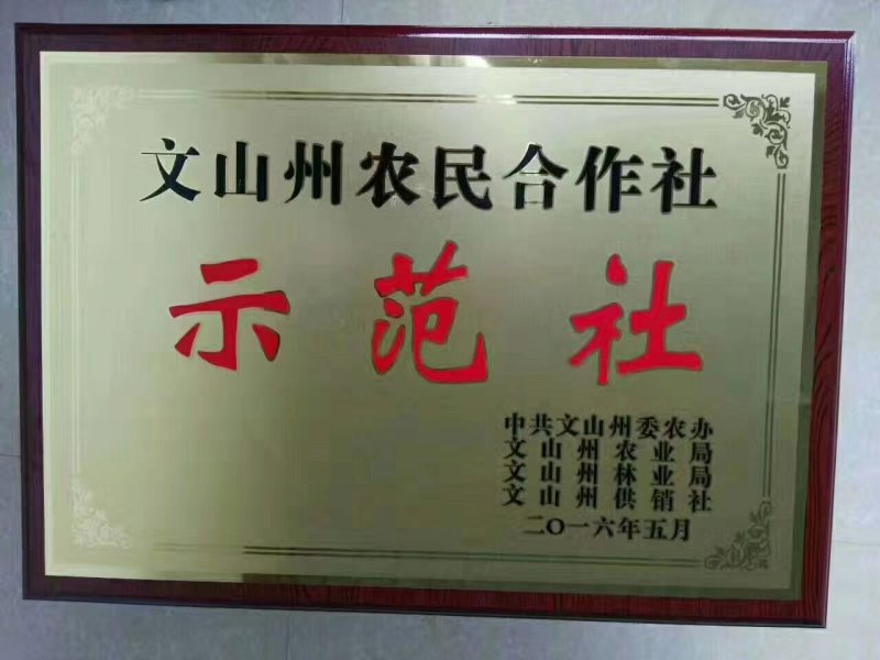 三七苗，最后三天批发。已经发芽，已经成活，需要联系