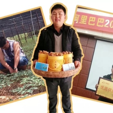 三七苗，最后三天批发。已经发芽，已经成活，需要联系