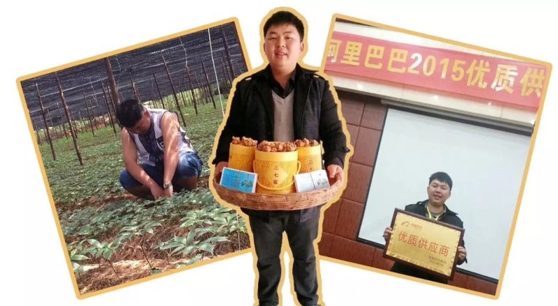 三七苗，最后三天批发。已经发芽，已经成活，需要联系