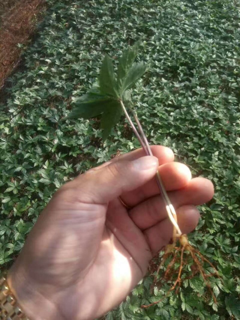 三七苗，最后三天批发。已经发芽，已经成活，需要联系