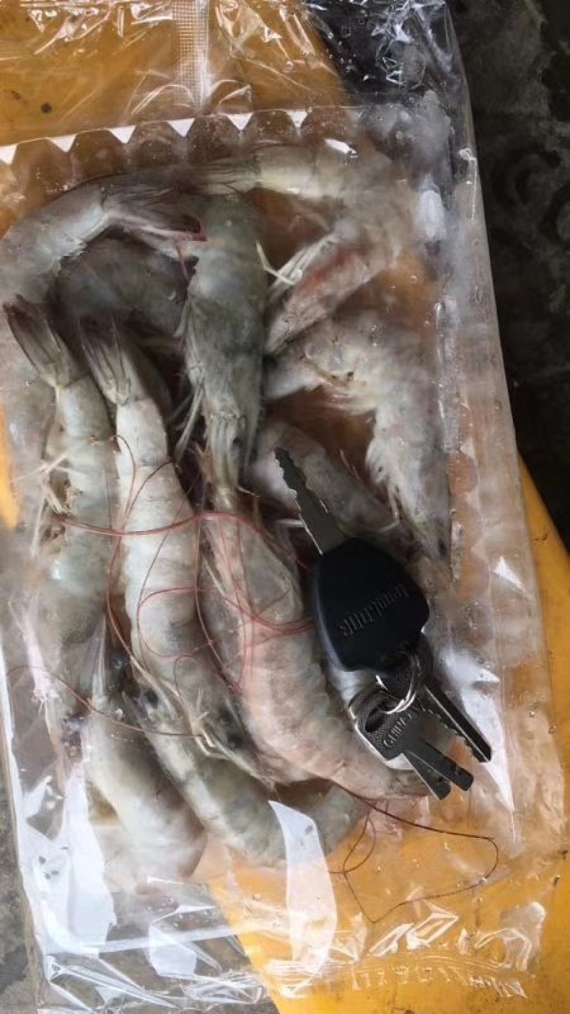 南美白对虾