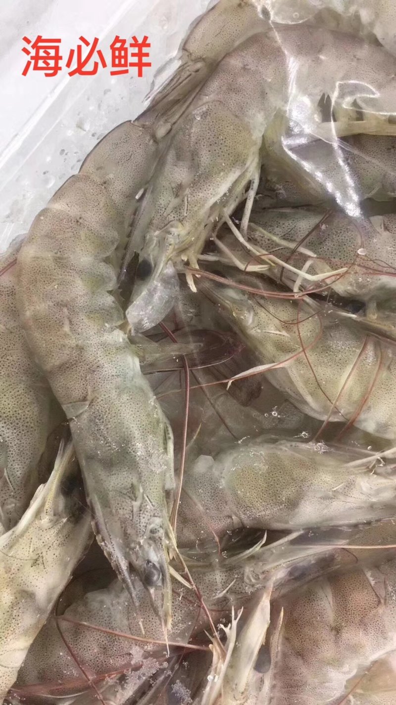 南美白对虾
