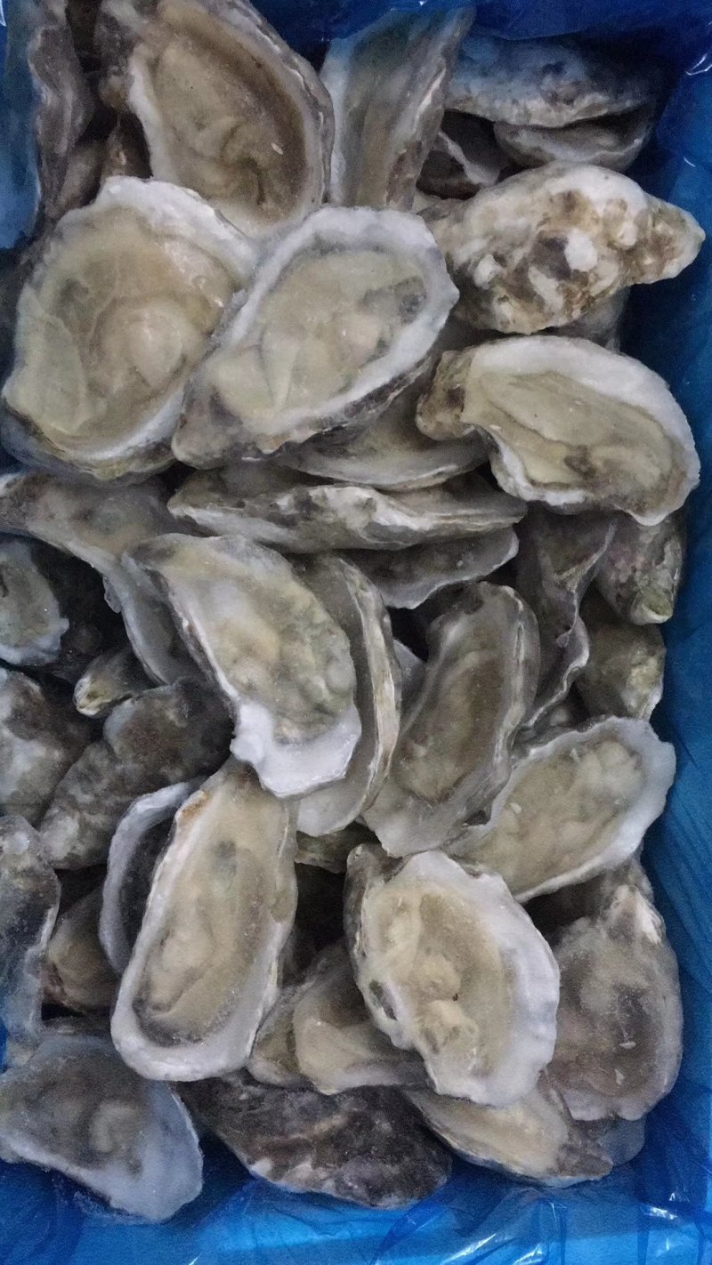 南美白对虾