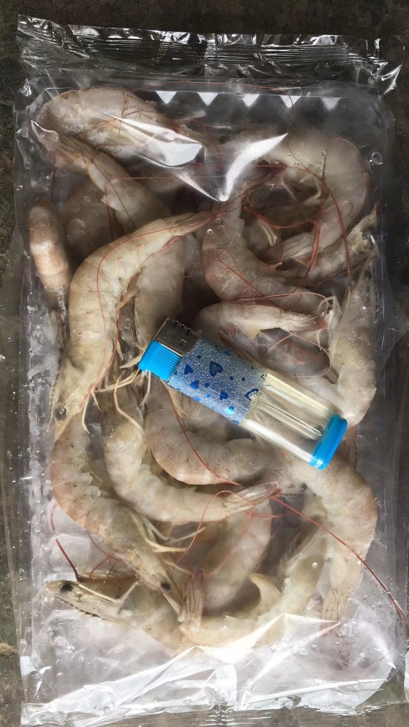 南美白对虾