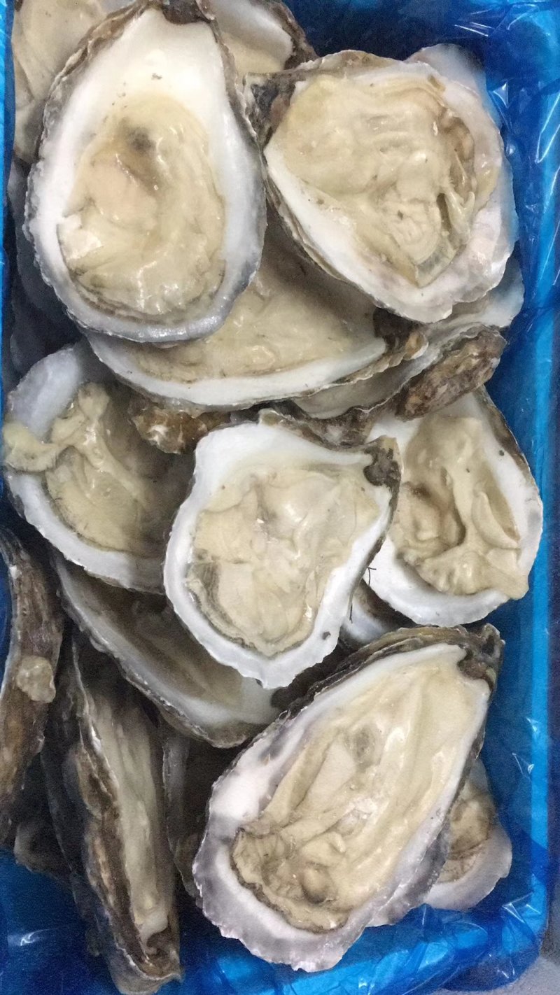 南美白对虾