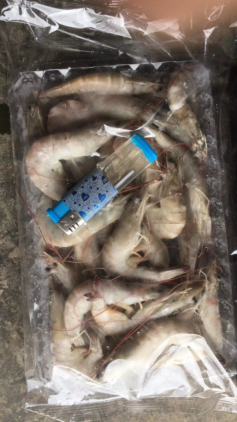 南美白对虾