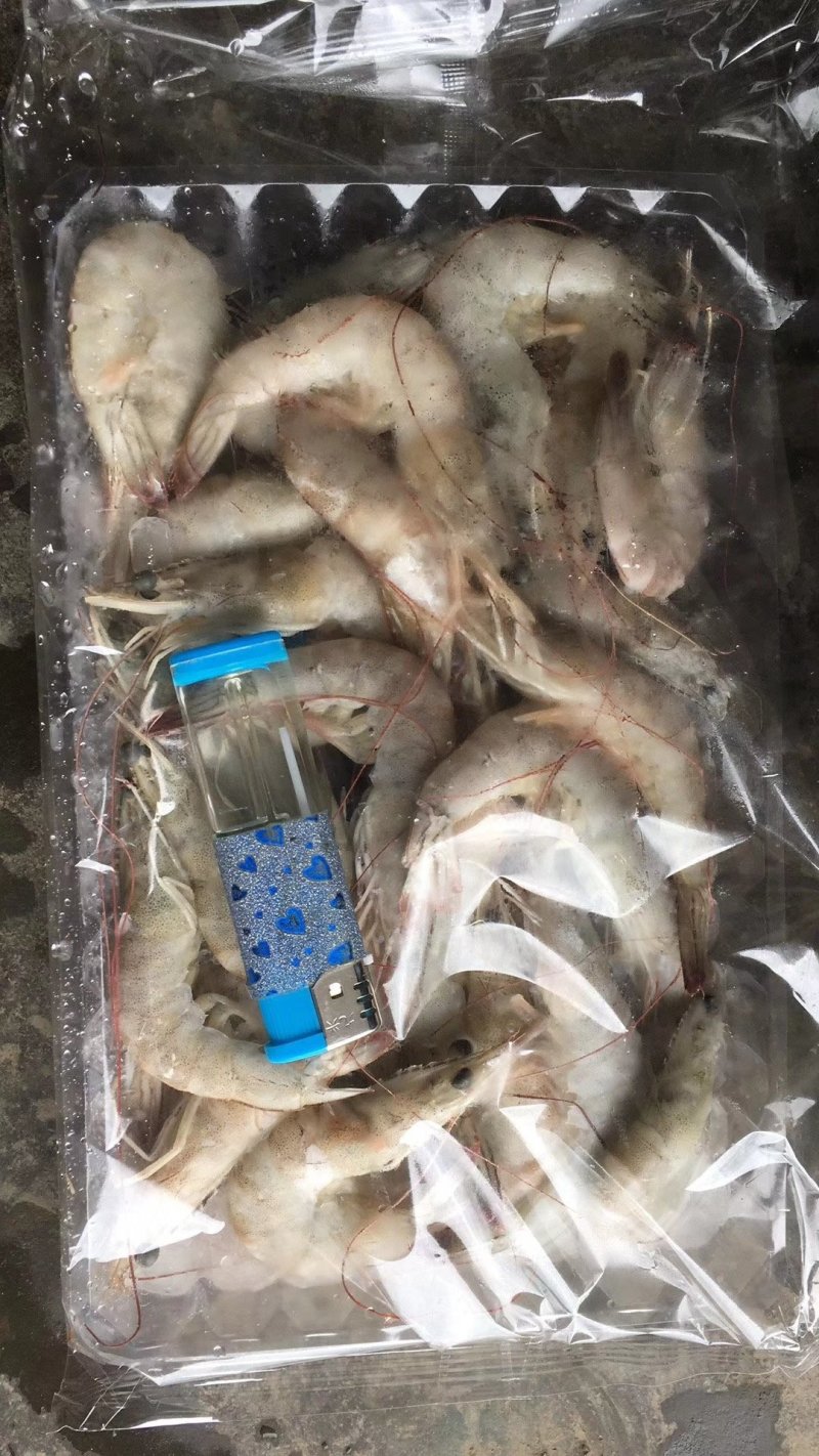 南美白对虾