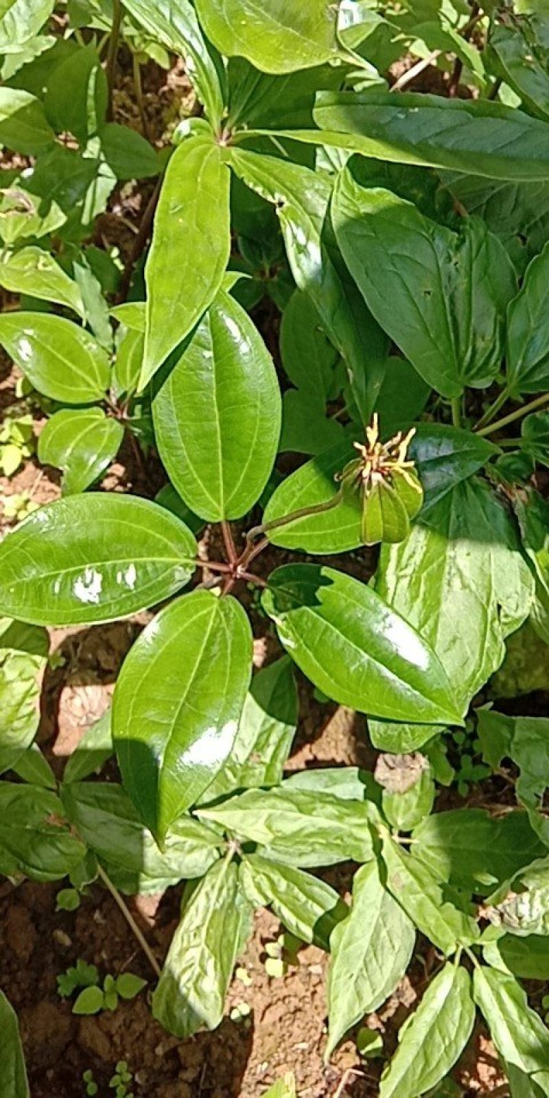 重楼七叶一枝花苗七叶一枝花种苗重楼苗植物花卉庭院阳台种