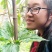 重楼七叶一枝花苗七叶一枝花种苗重楼苗植物花卉庭院阳台种