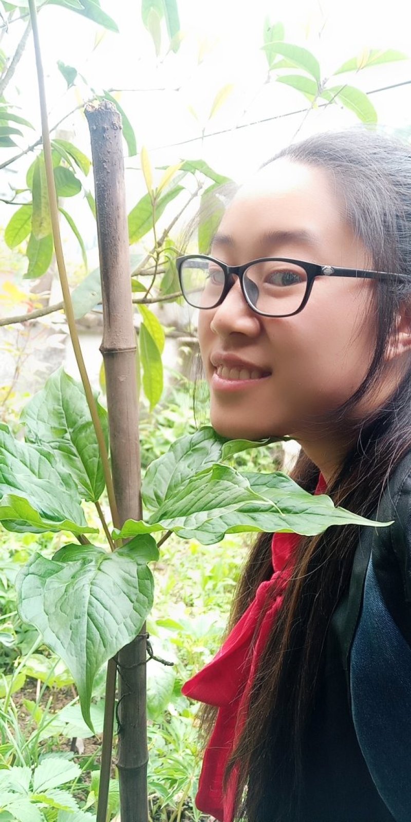 重楼七叶一枝花苗七叶一枝花种苗重楼苗植物花卉庭院阳台种