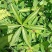 重楼七叶一枝花苗七叶一枝花种苗重楼苗植物花卉庭院阳台种