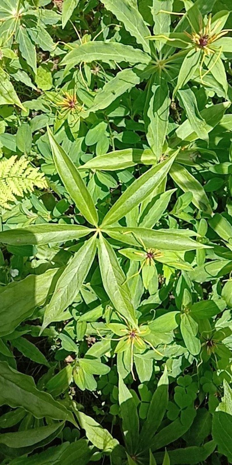 重楼七叶一枝花苗七叶一枝花种苗重楼苗植物花卉庭院阳台种