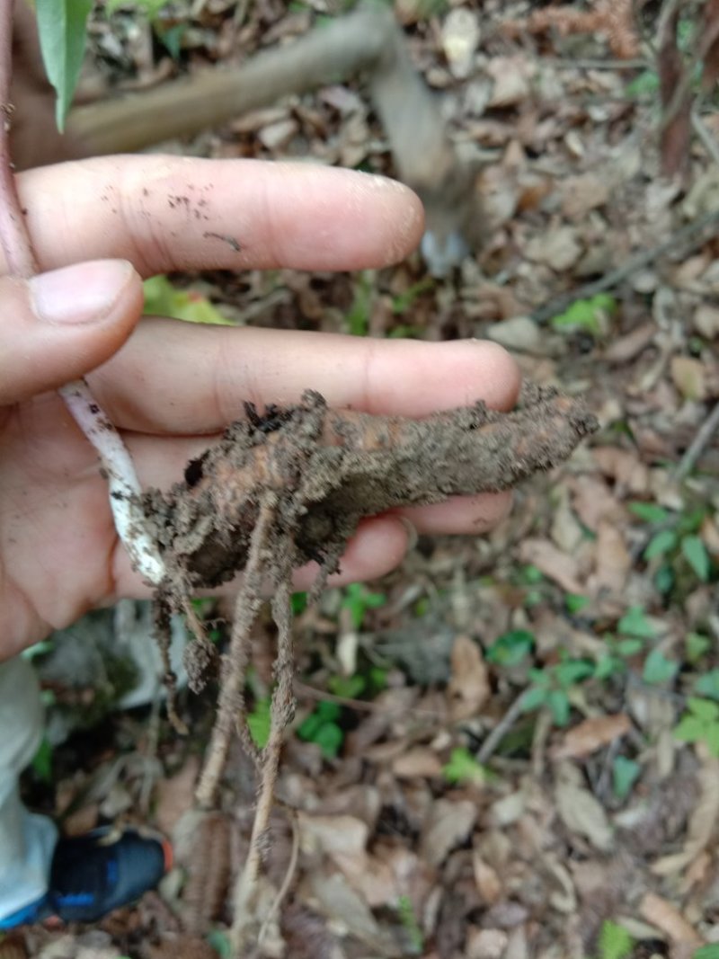 重楼七叶一枝花苗七叶一枝花种苗重楼苗植物花卉庭院阳台种