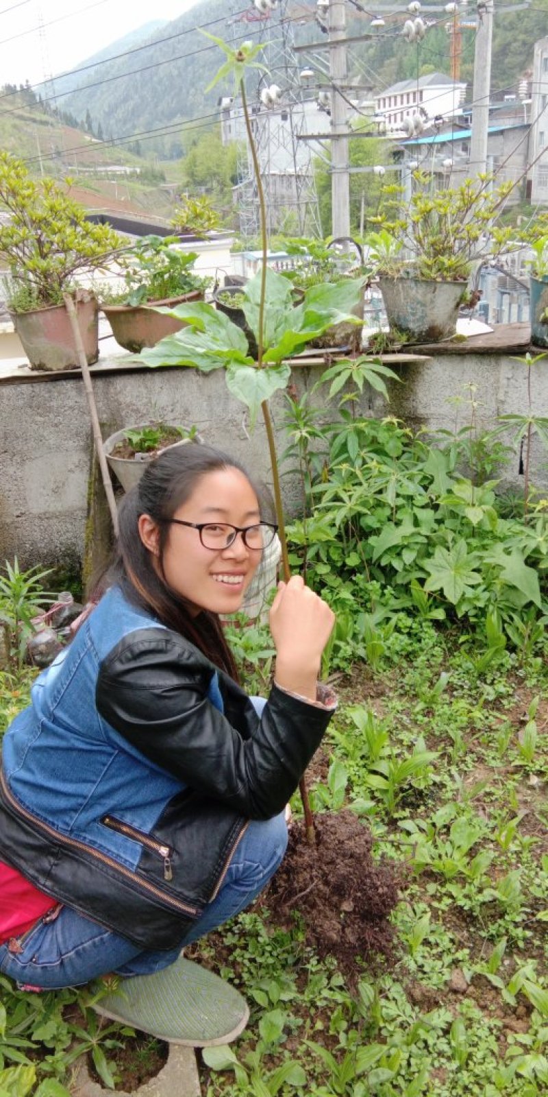 重楼七叶一枝花苗七叶一枝花种苗重楼苗植物花卉庭院阳台种