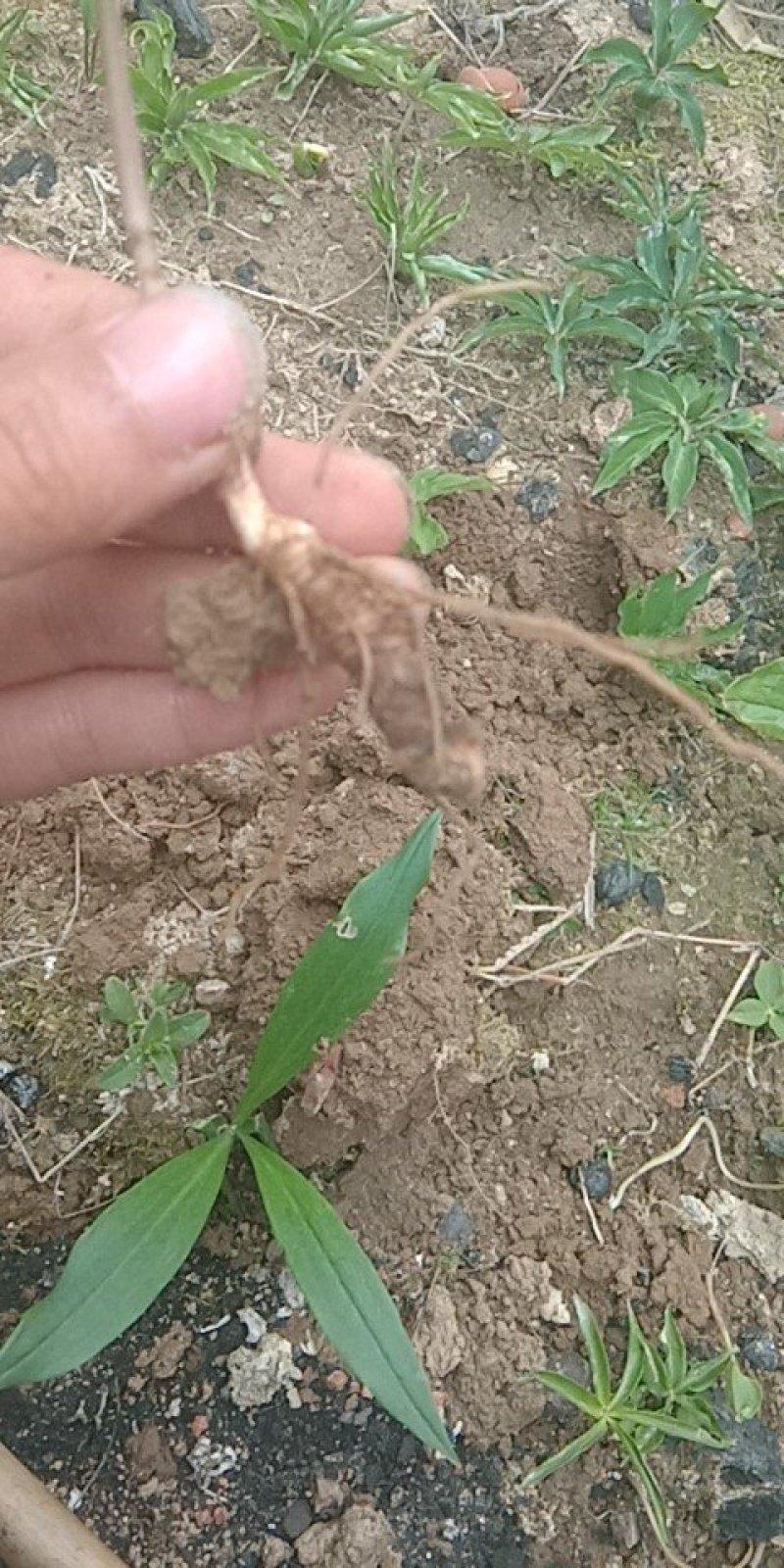 重楼七叶一枝花苗七叶一枝花种苗重楼苗植物花卉庭院阳台种