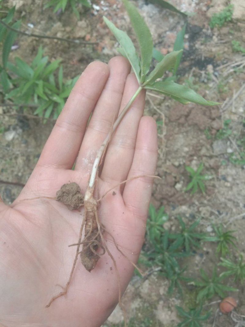 重楼七叶一枝花苗七叶一枝花种苗重楼苗植物花卉庭院阳台种