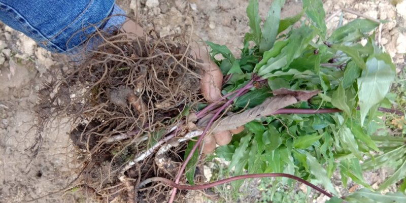 重楼七叶一枝花苗七叶一枝花种苗重楼苗植物花卉庭院阳台种
