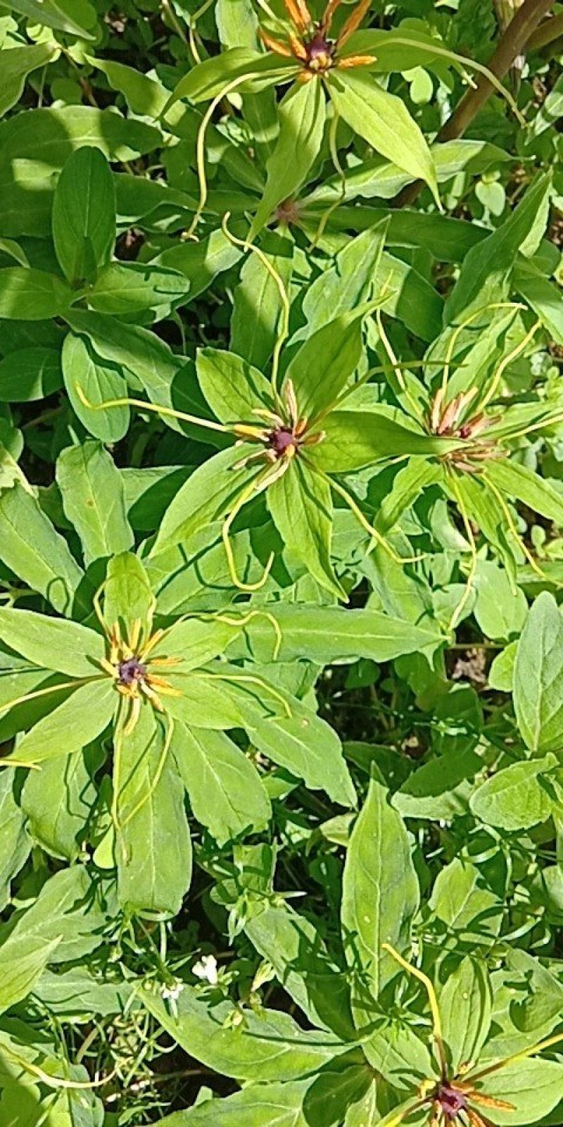 重楼七叶一枝花苗七叶一枝花种苗重楼苗植物花卉庭院阳台种