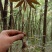 重楼七叶一枝花苗七叶一枝花种苗重楼苗植物花卉庭院阳台种