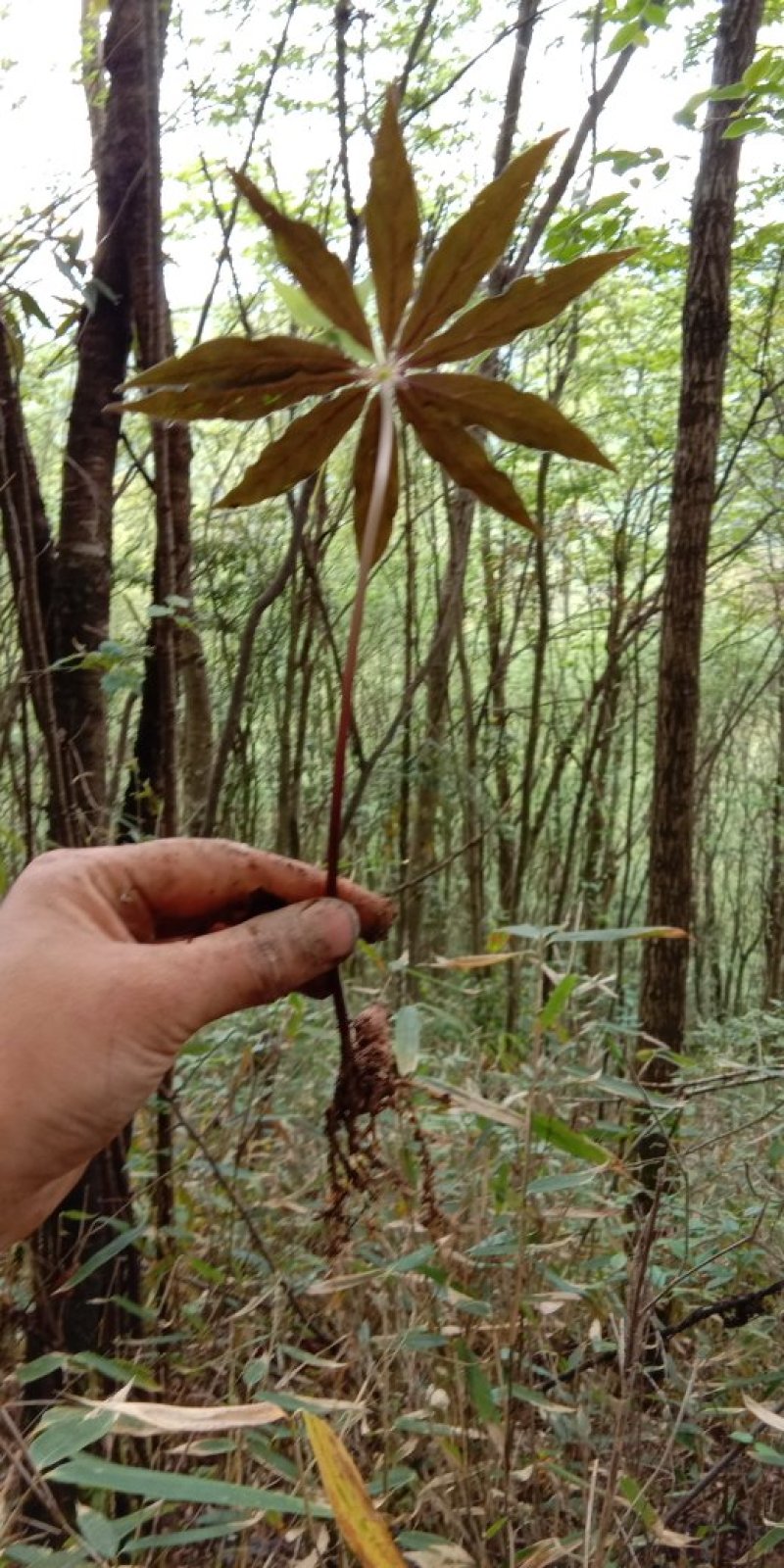 重楼七叶一枝花苗七叶一枝花种苗重楼苗植物花卉庭院阳台种