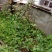 重楼七叶一枝花苗七叶一枝花种苗重楼苗植物花卉庭院阳台种