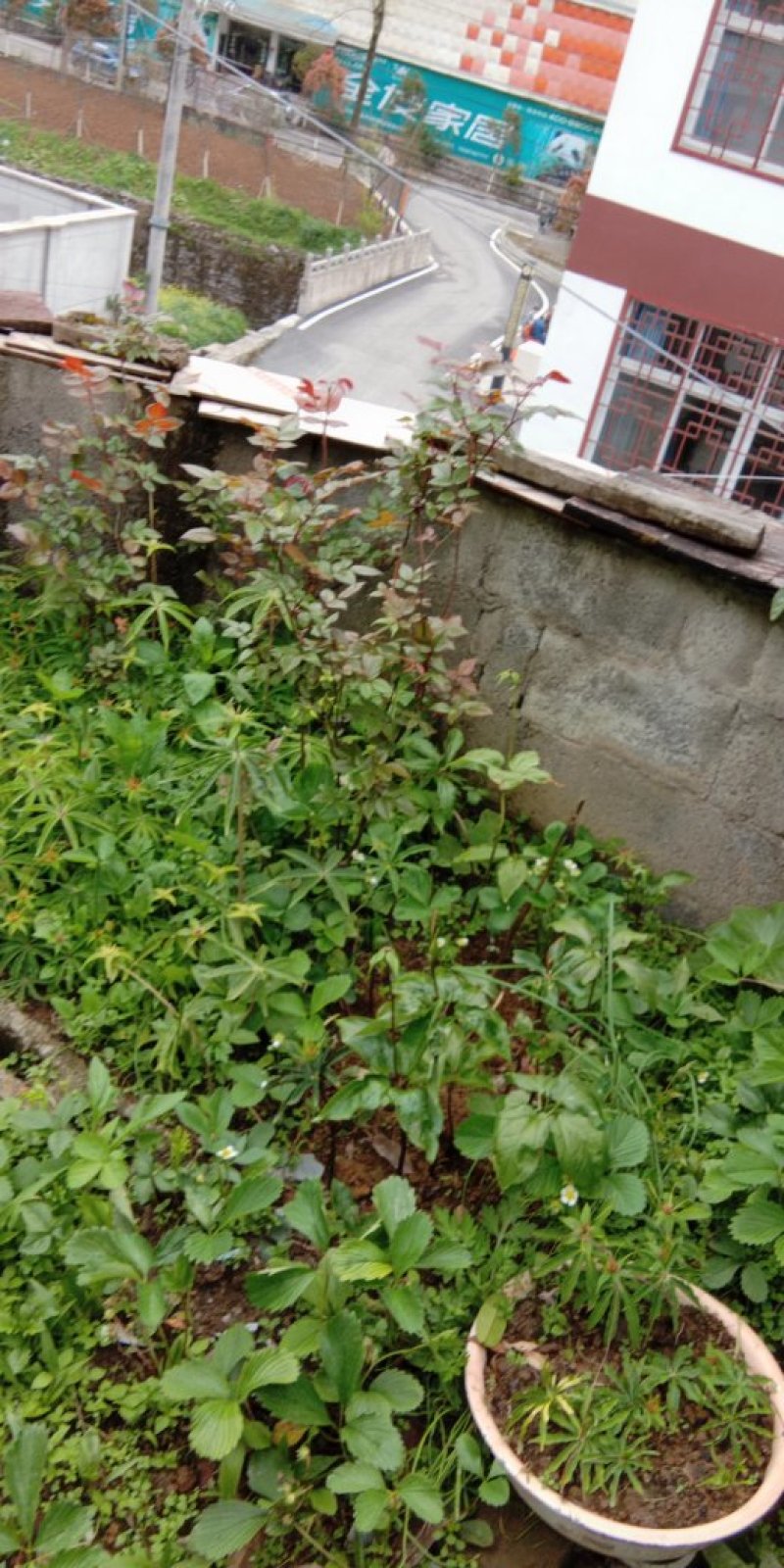 重楼七叶一枝花苗七叶一枝花种苗重楼苗植物花卉庭院阳台种