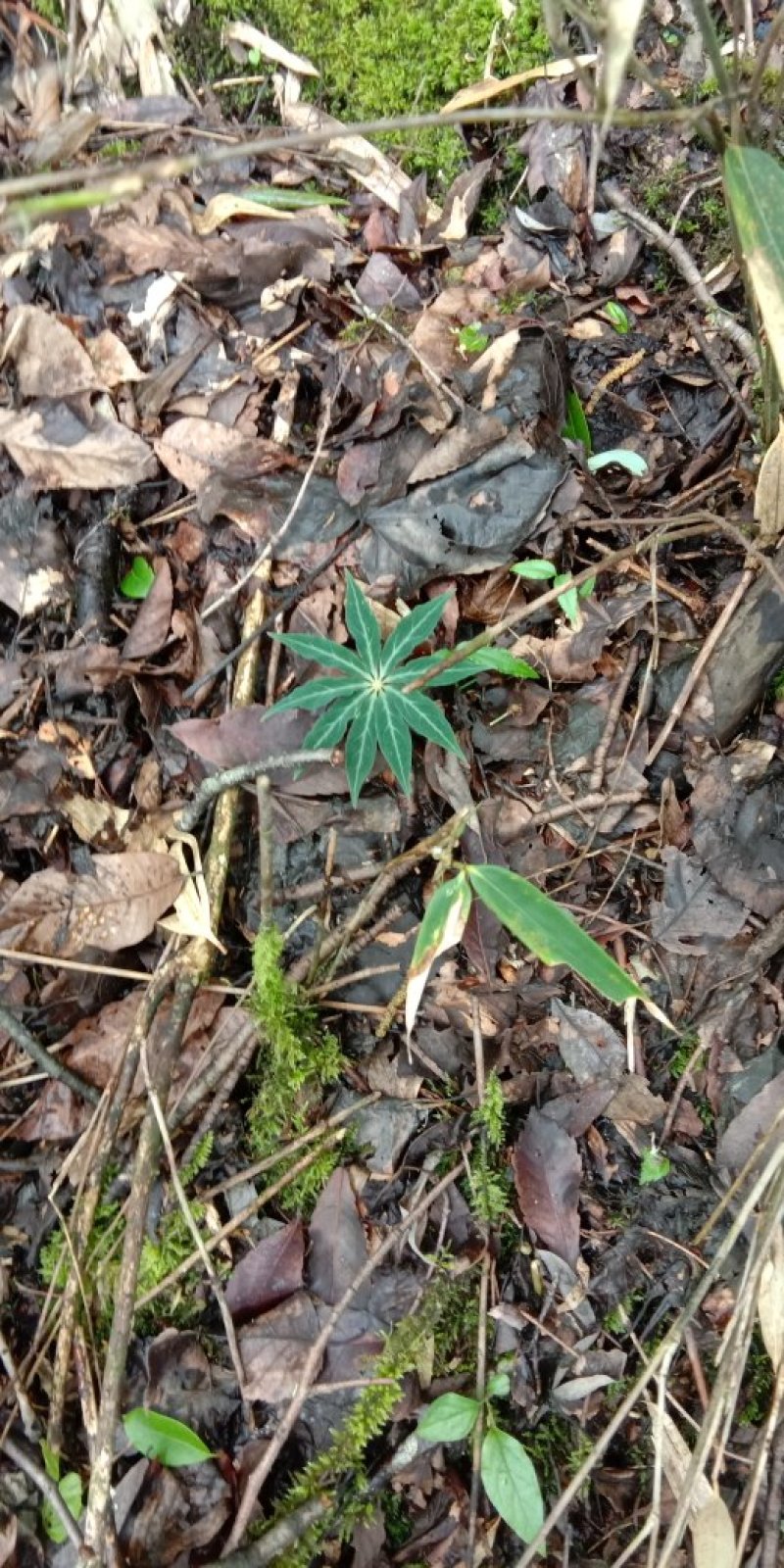 重楼七叶一枝花苗七叶一枝花种苗重楼苗植物花卉庭院阳台种