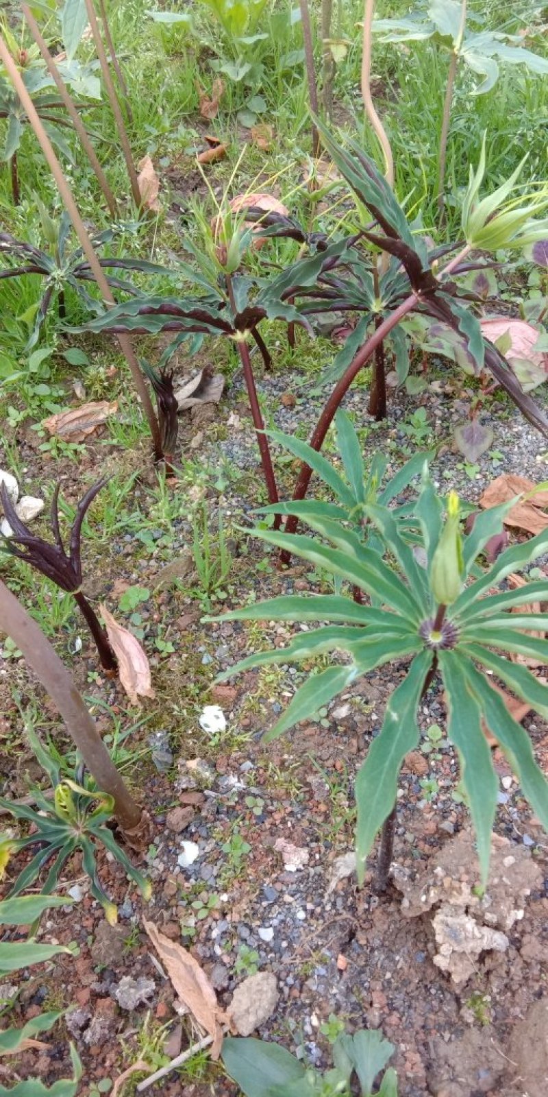 重楼七叶一枝花苗七叶一枝花种苗重楼苗植物花卉庭院阳台种