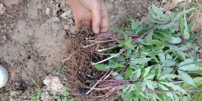 重楼七叶一枝花苗七叶一枝花种苗重楼苗植物花卉庭院阳台种