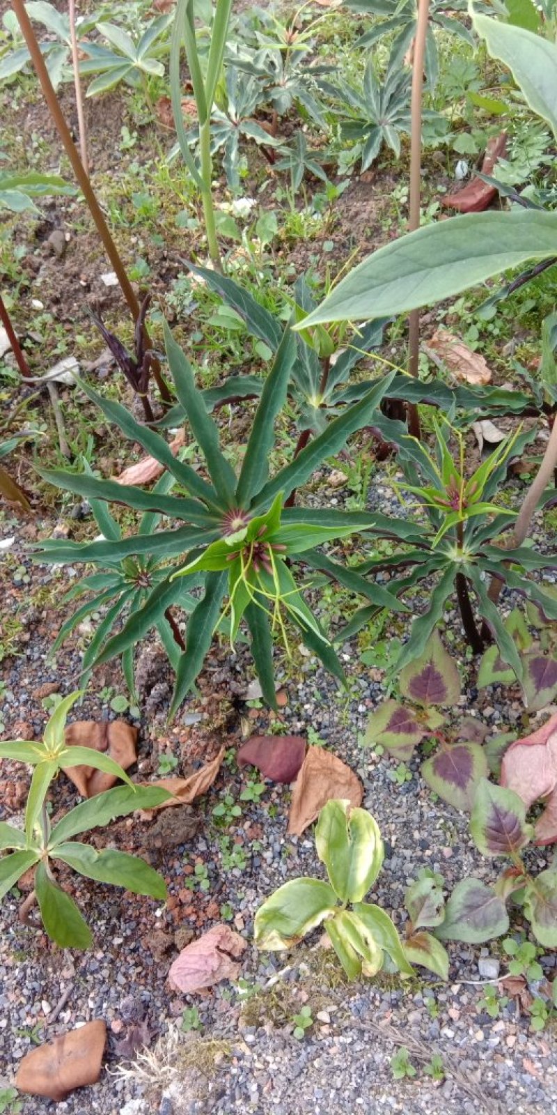 重楼七叶一枝花苗七叶一枝花种苗重楼苗植物花卉庭院阳台种
