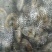 常年批发文蛤，青蛤，花蚬，黄蚬，小人仙等海鲜