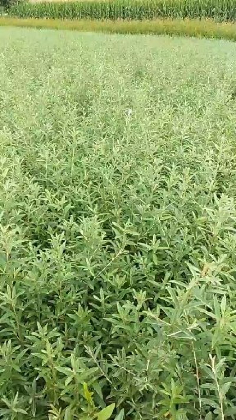 沙棘苗30公分起步