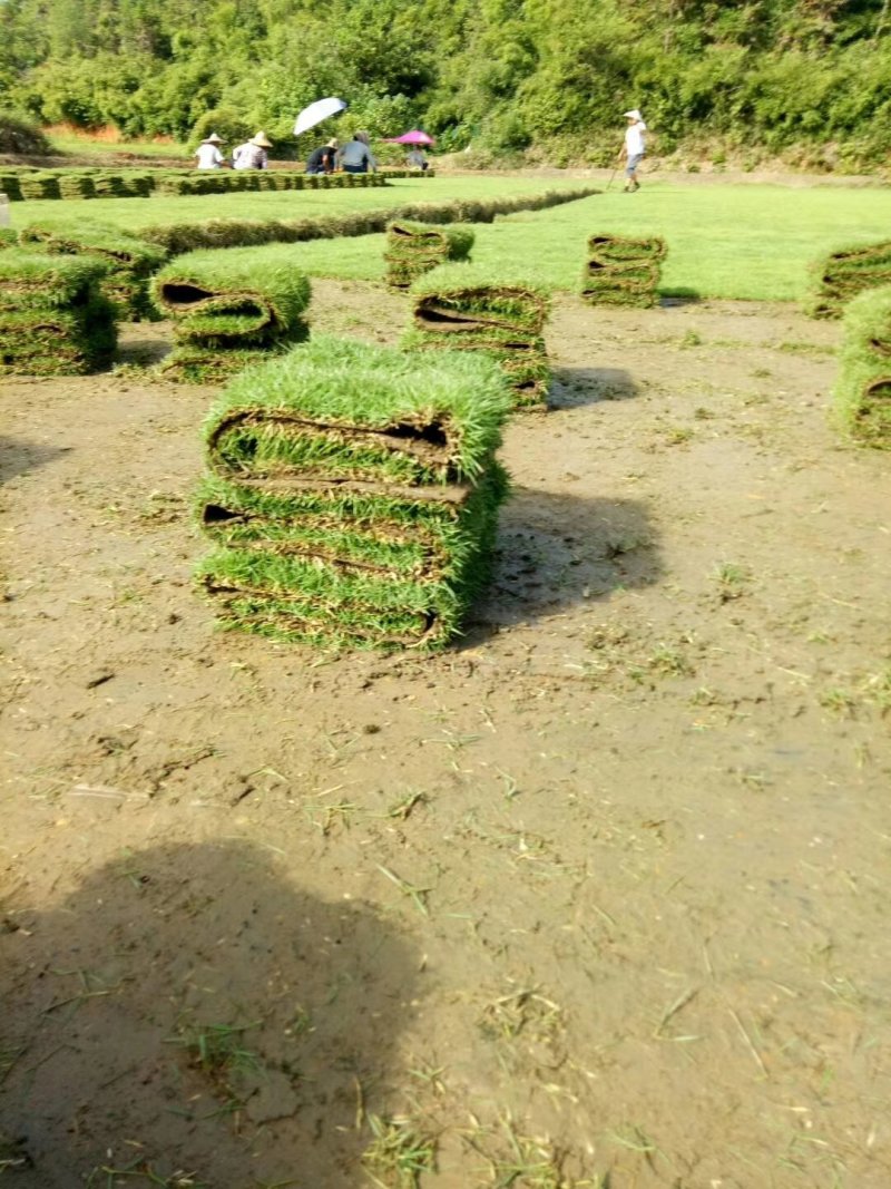 马尼拉草坪草坪草皮低价直供