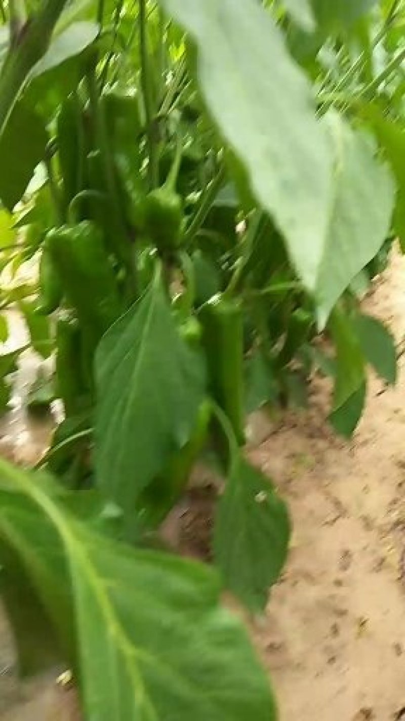 渭源鲜辣椒（陇辣椒）现摘现卖
