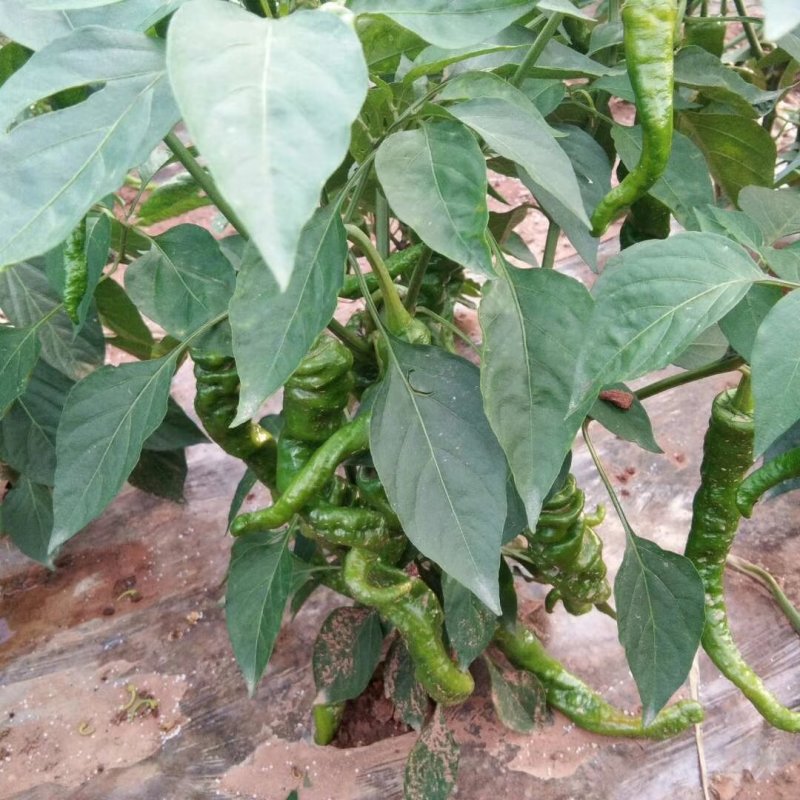 渭源鲜辣椒（陇辣椒）现摘现卖