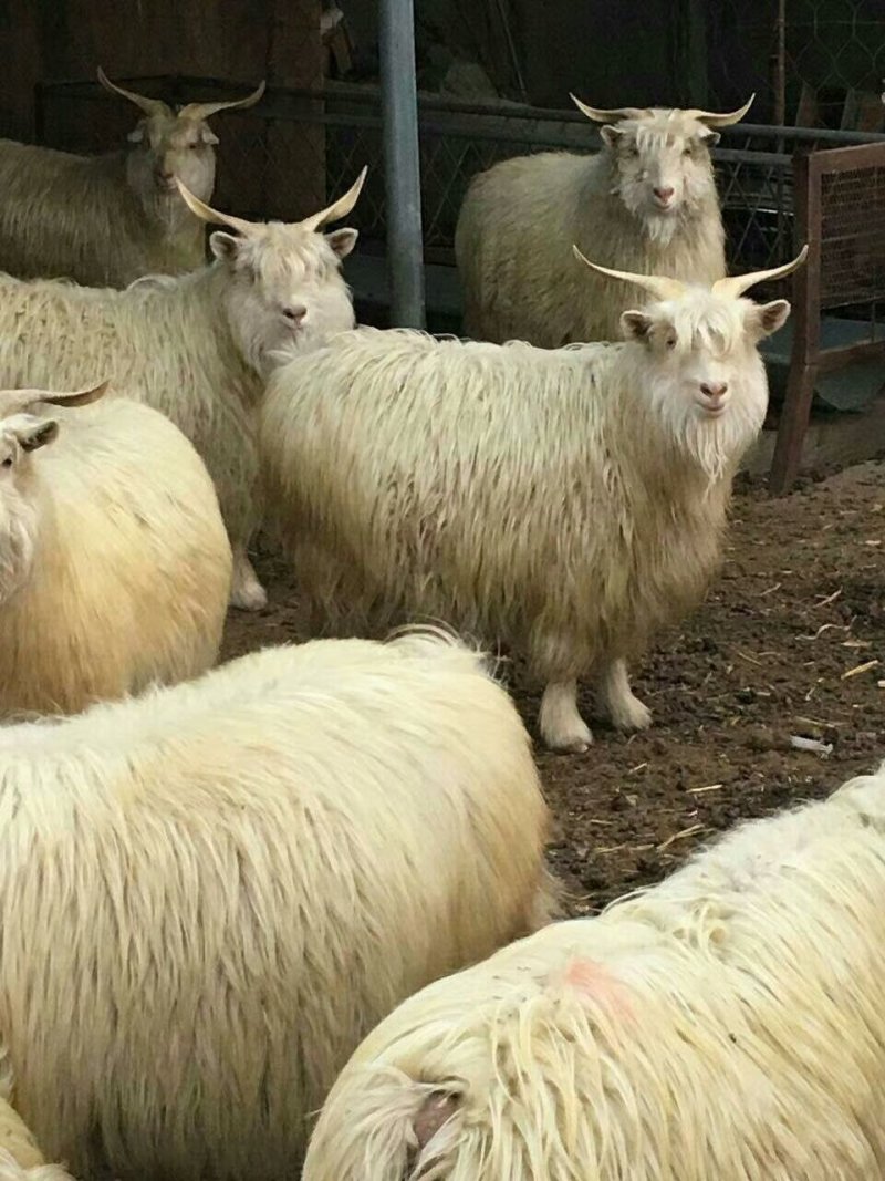 辽宁羊杀肉绒山羊母羊40到70斤的50到110斤的母羊