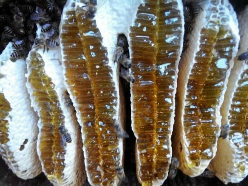 野生蜂蛹，野生蜂蜜，每天数量有限，先下手为强